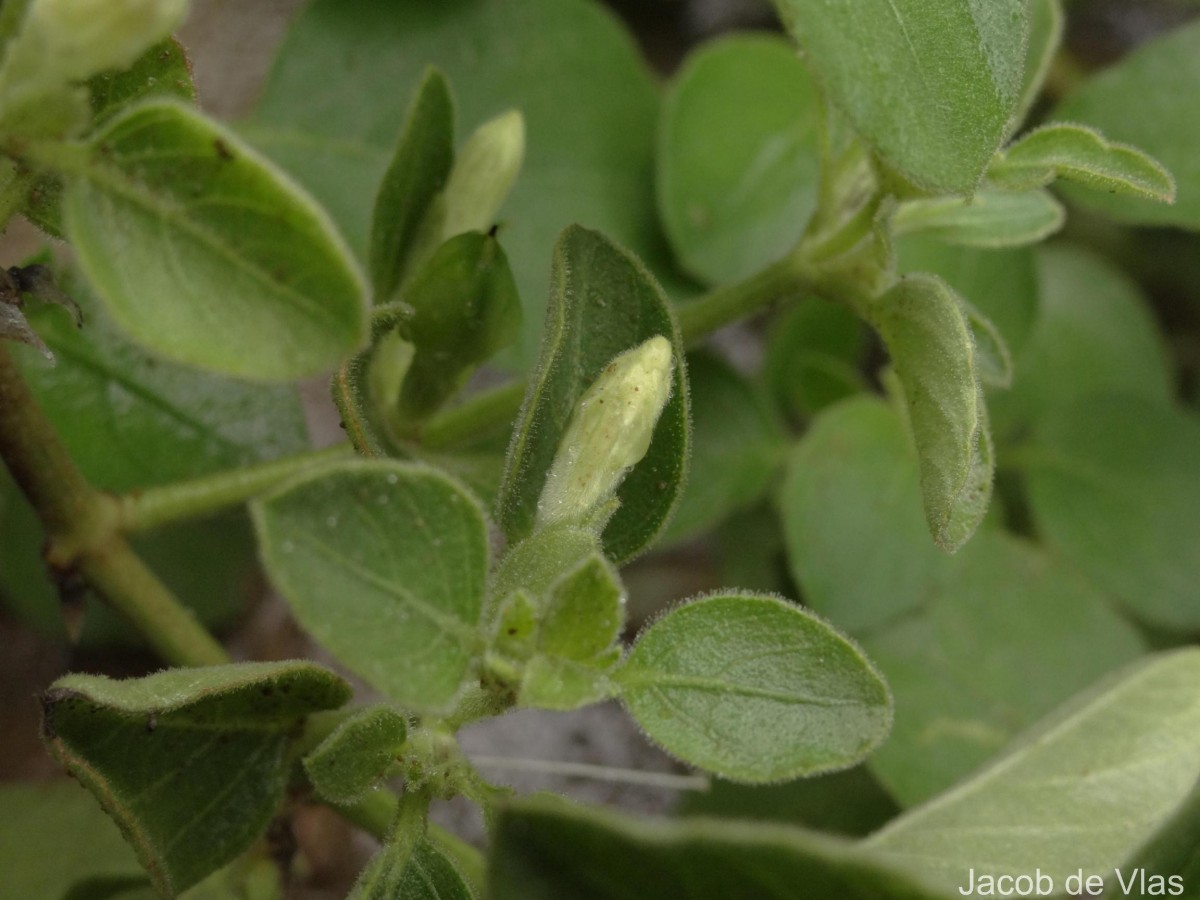 Ruellia patula Jacq.